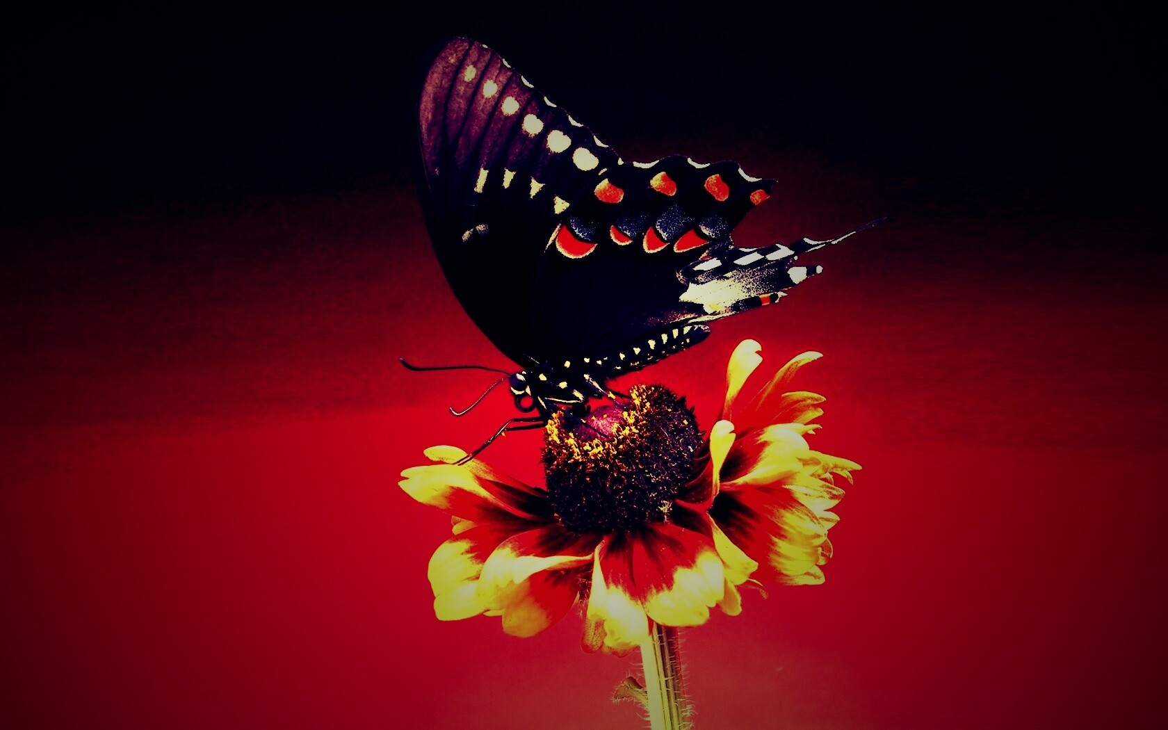 Бабочка на цветке обои