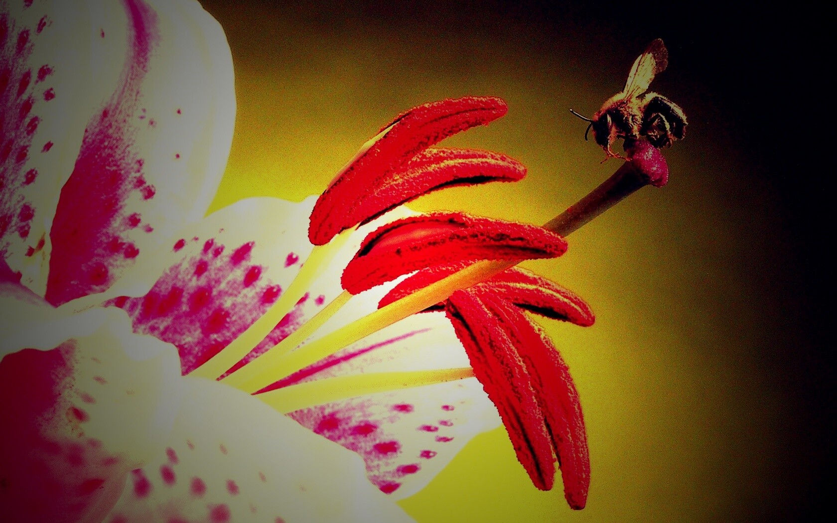 Трудолюбивая пчела на прекрасном цветке обои