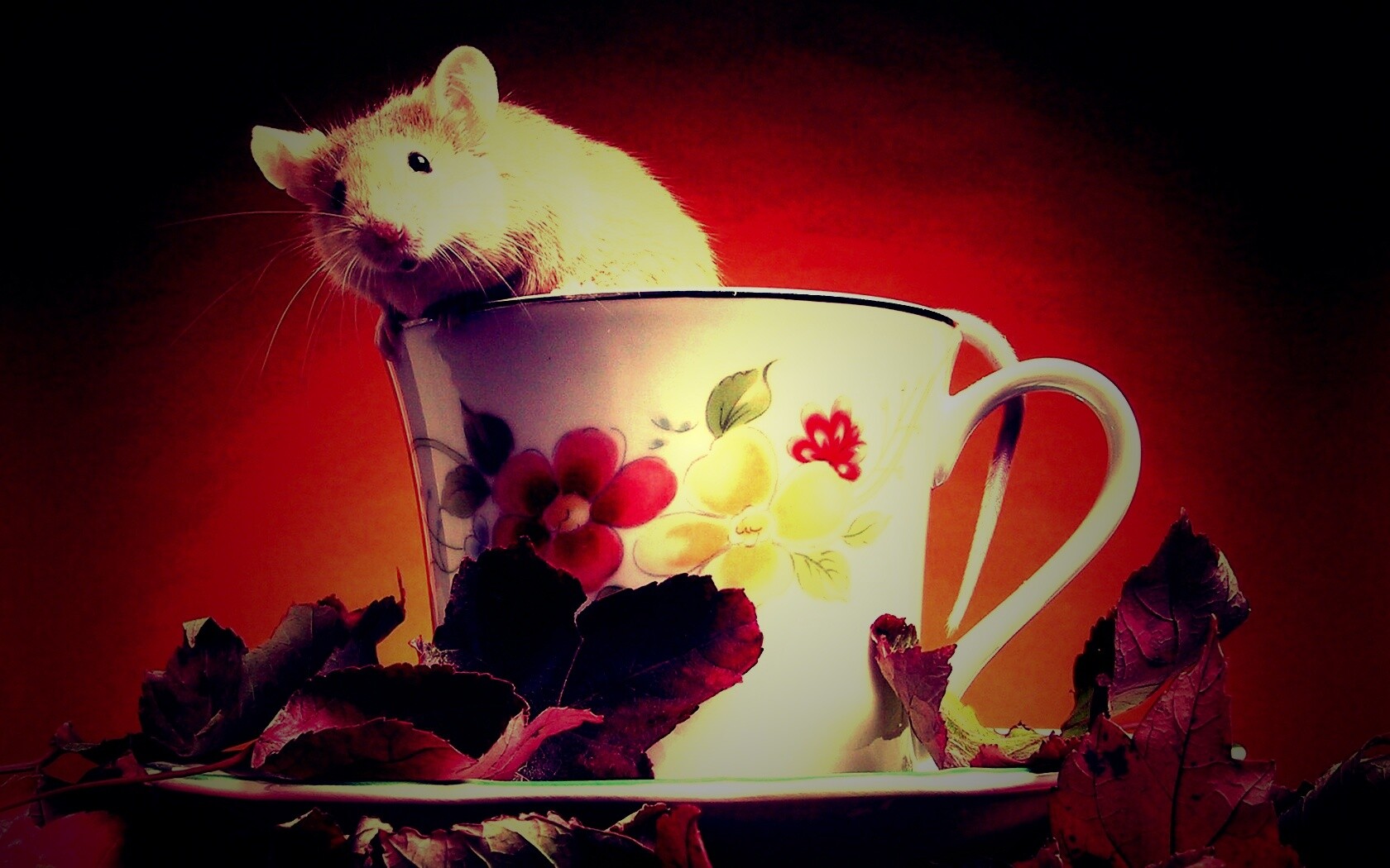 Мышонок выбирается из чашки обои