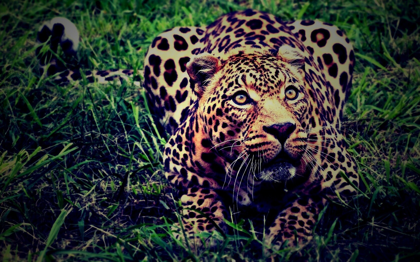 Приготовился прыгать обои