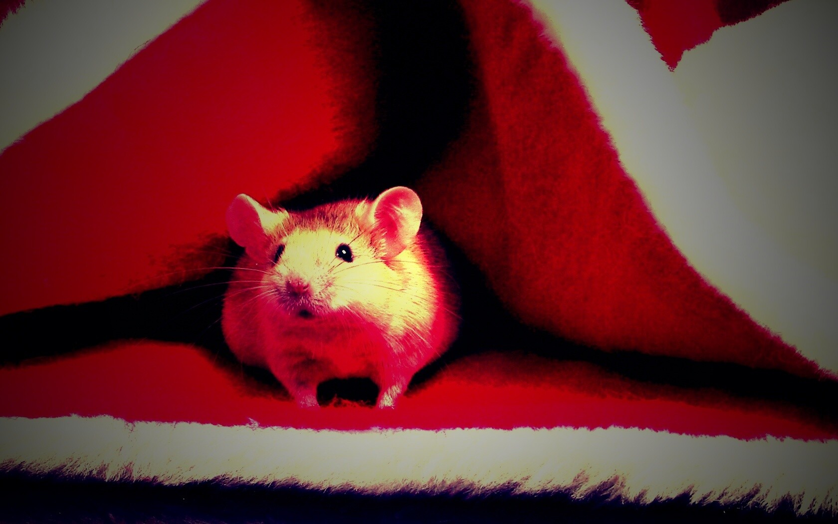 Толстый новогодний мышонок обои