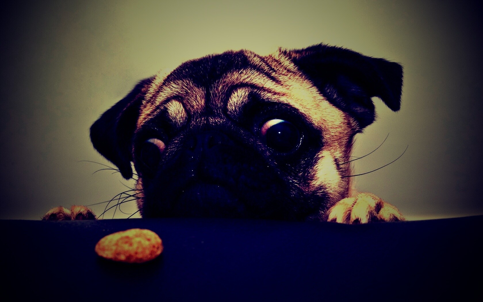 Собака нашла печеньку обои