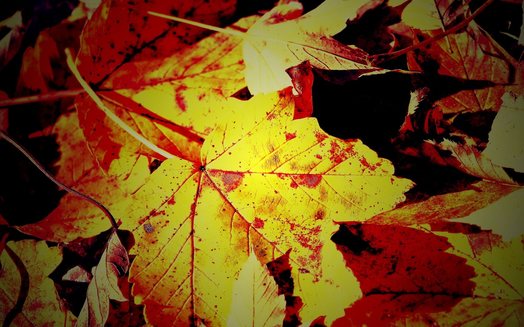 Осенние листья обои