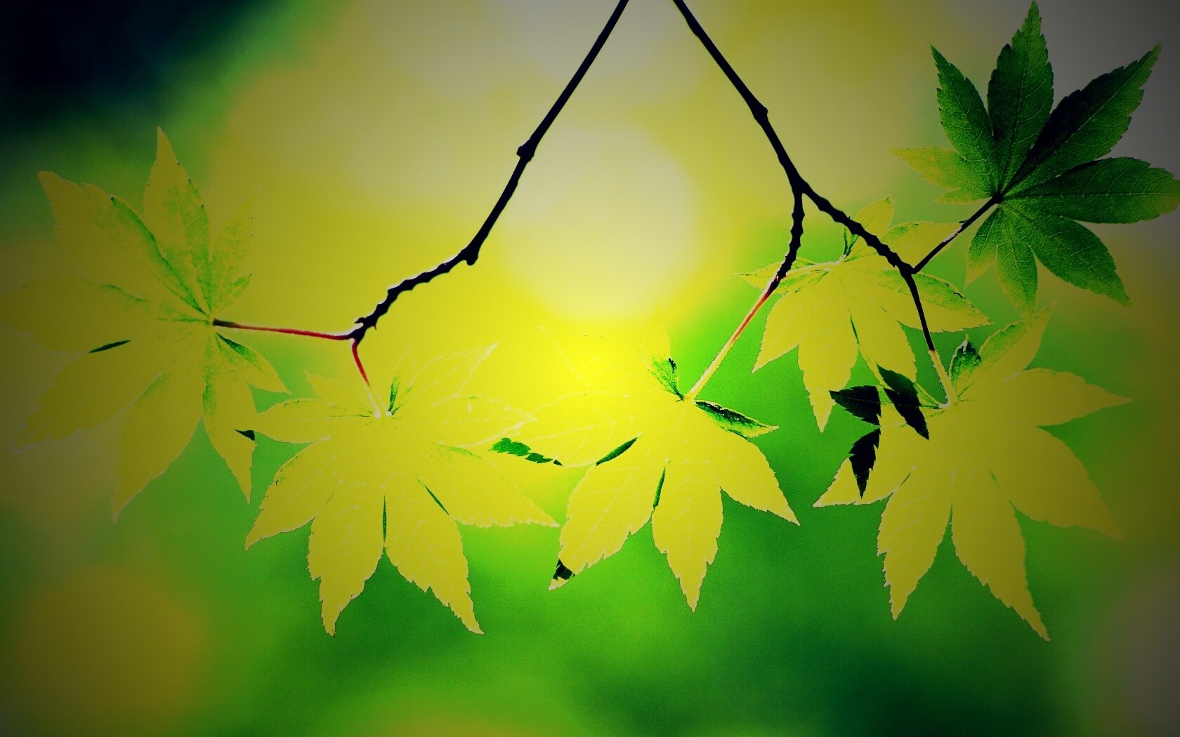 Зелёные листья обои