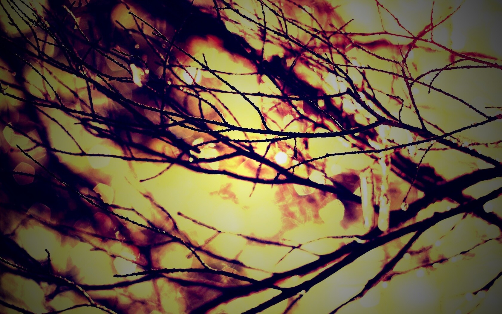 Мокрые ветви дерева обои