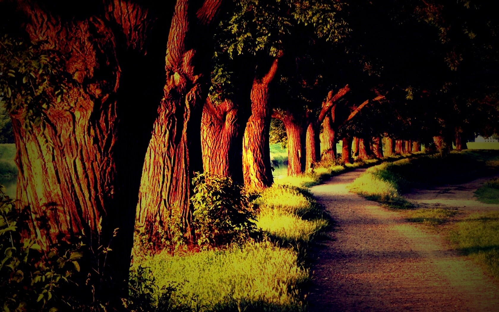 Аллея старых раскидистых деревьев обои