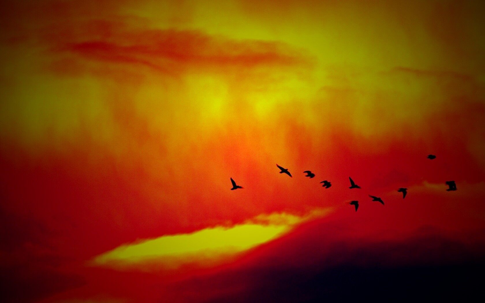 Птицы летят в закатном небе обои
