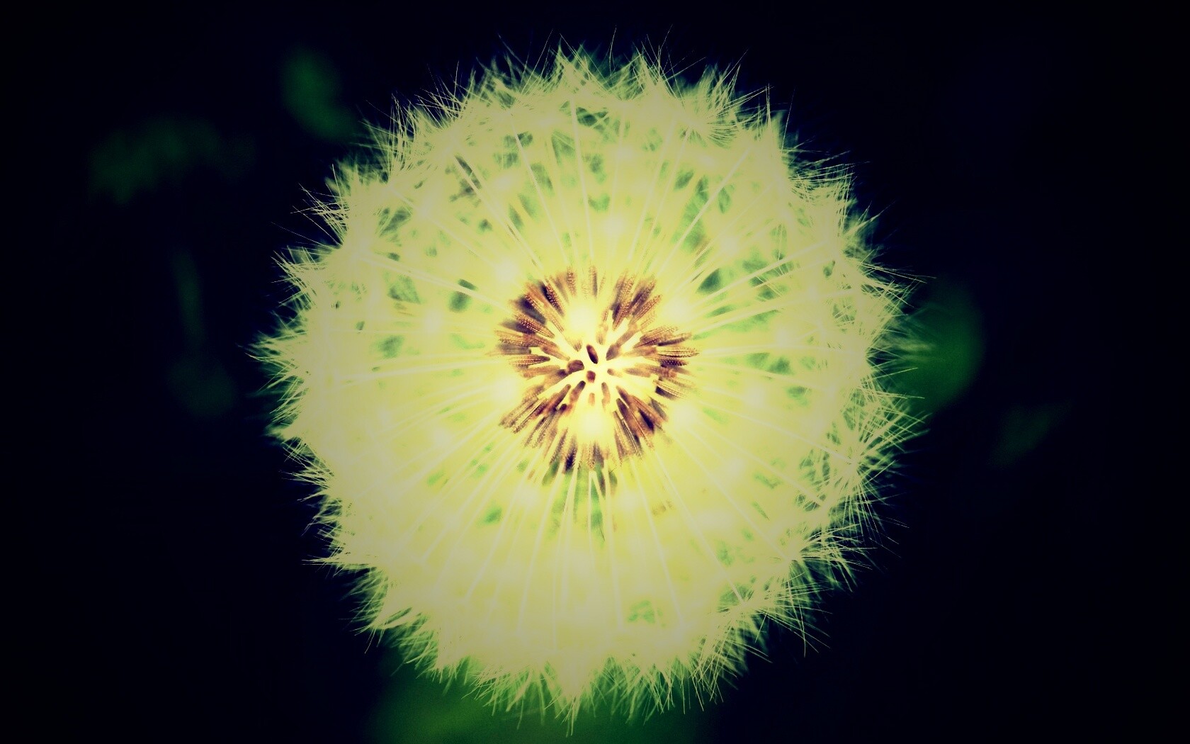 Макро фотография одуванчика обои