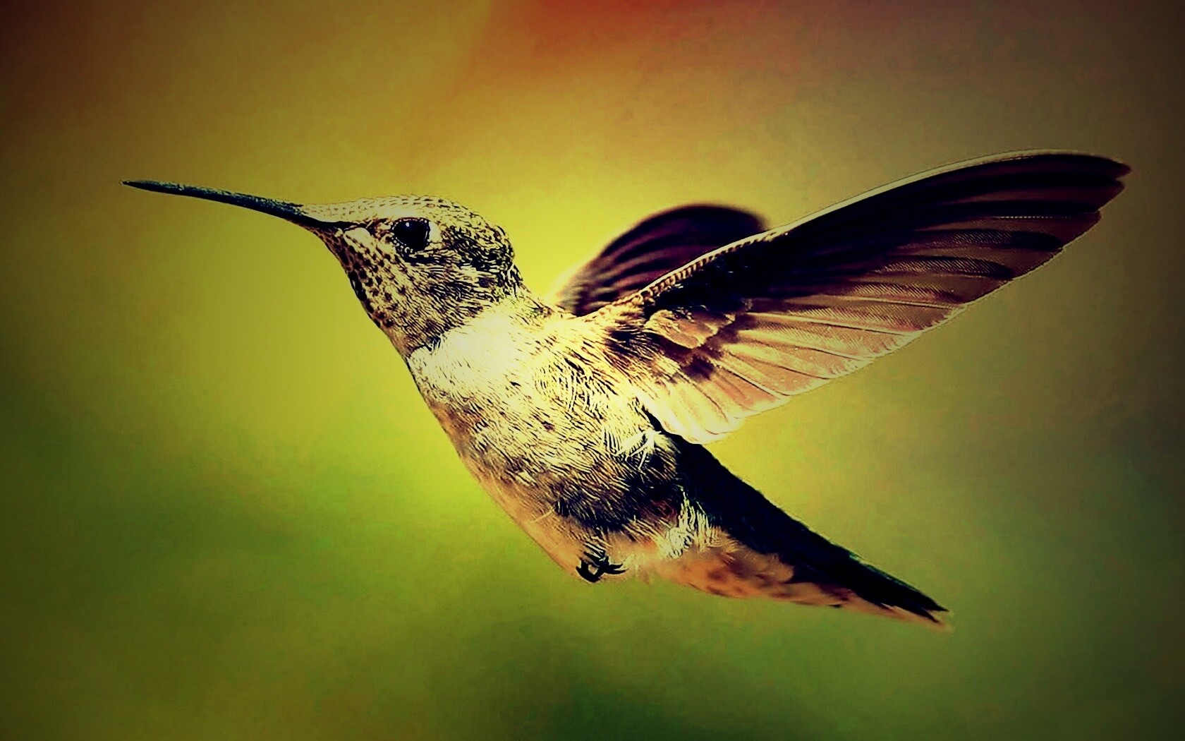 Колибри в полёте обои