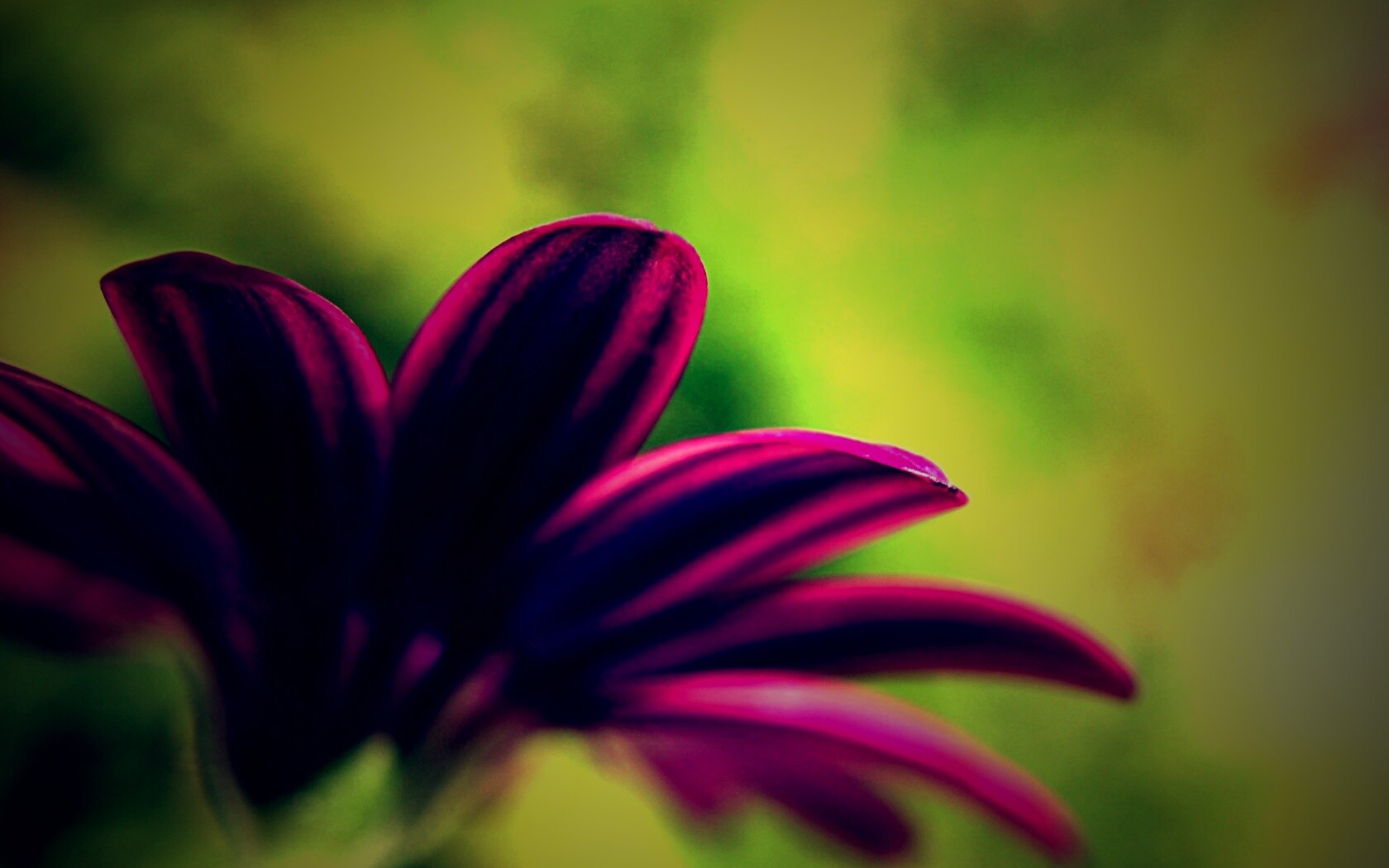 Макро фото цветка обои