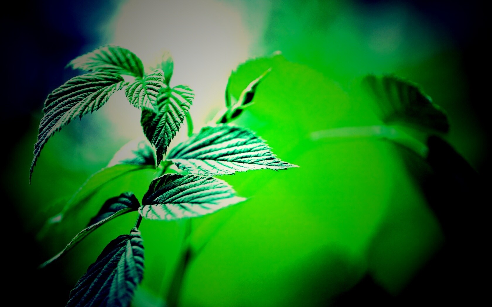 Листья малины обои