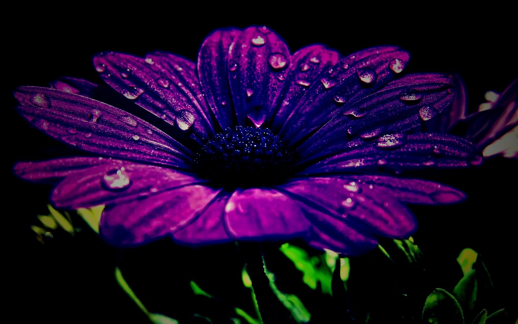 Мокрый от росы фиолетовый цветок обои
