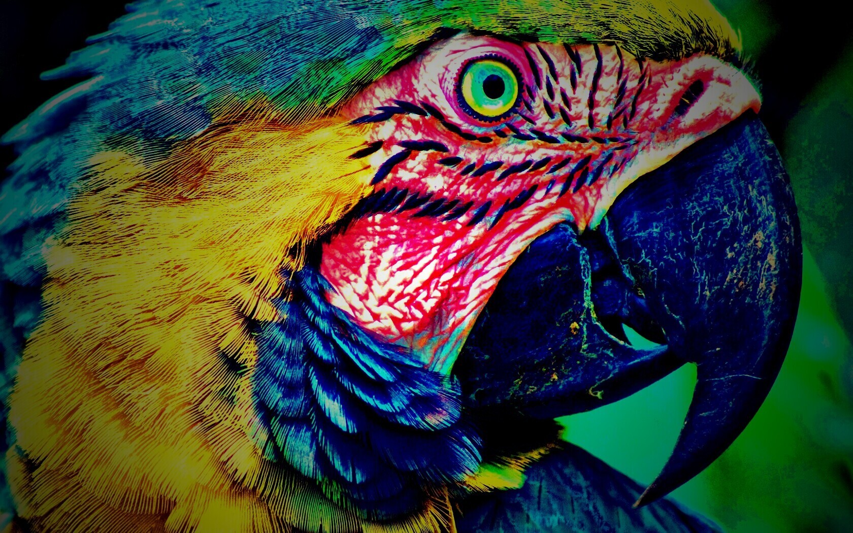 Попугай обои