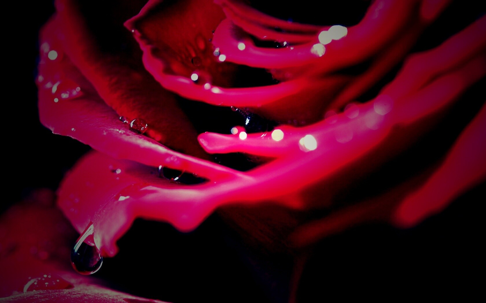 Капли на лепестках розы обои