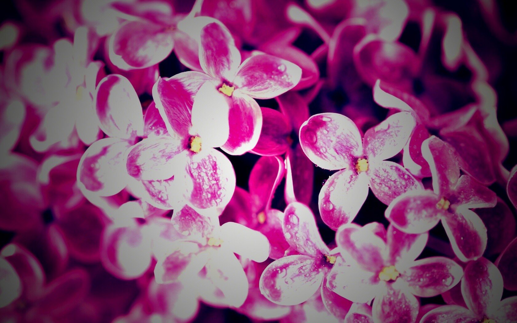 Цветы сирени обои