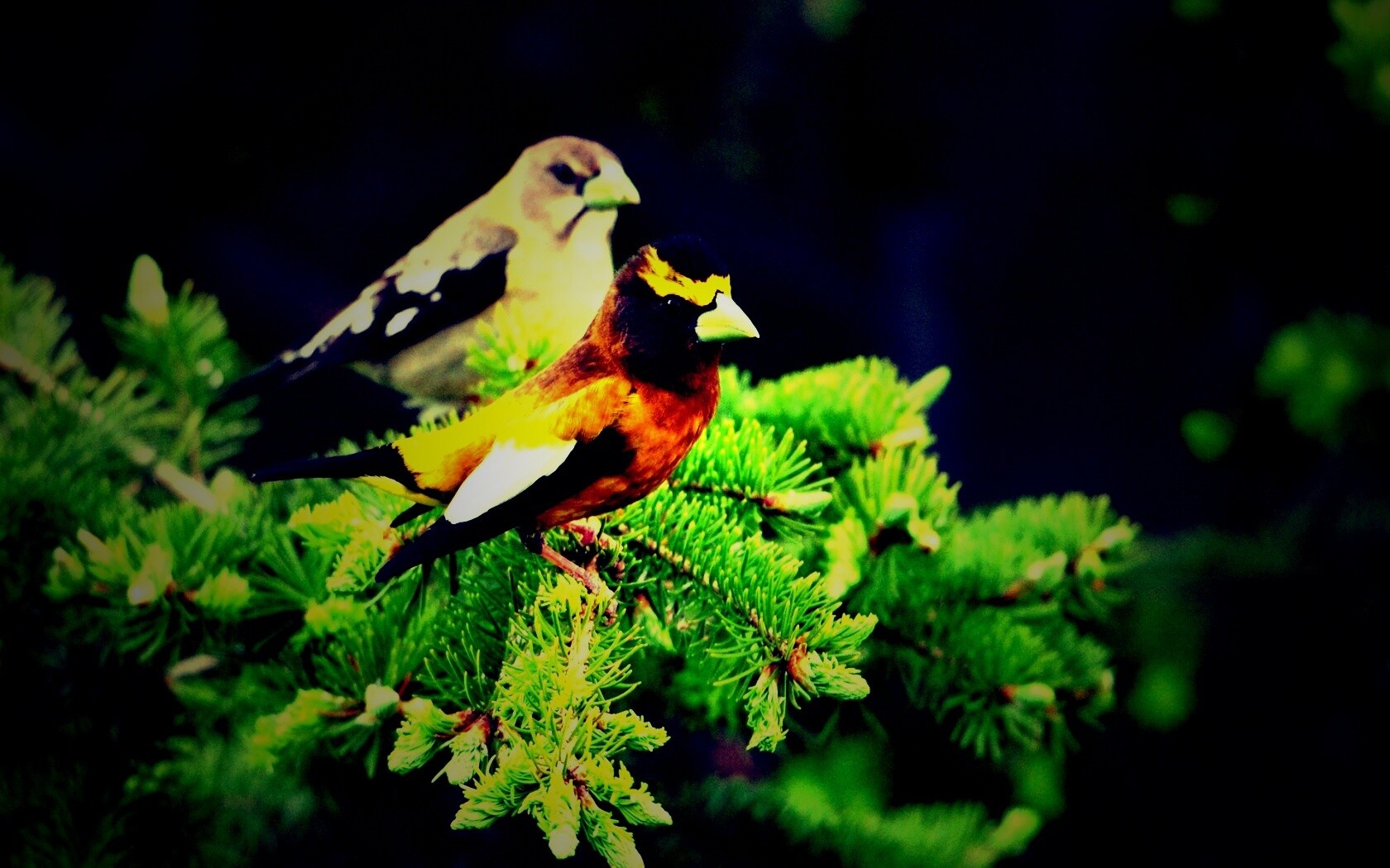 Птички с зелёными клювами обои