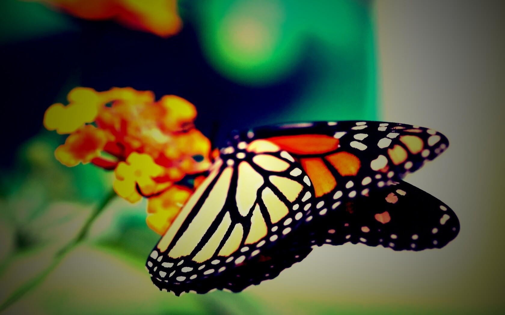 Бабочка на цветке в макро обои