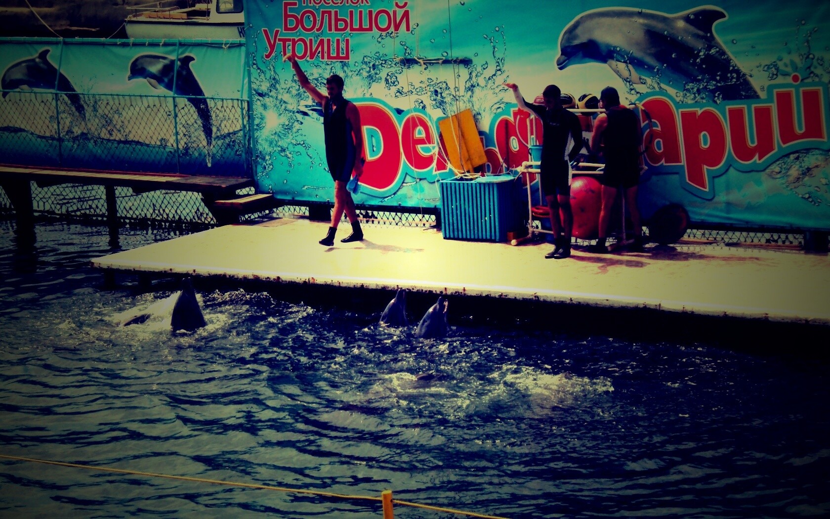 Утро в дельфинарии обои