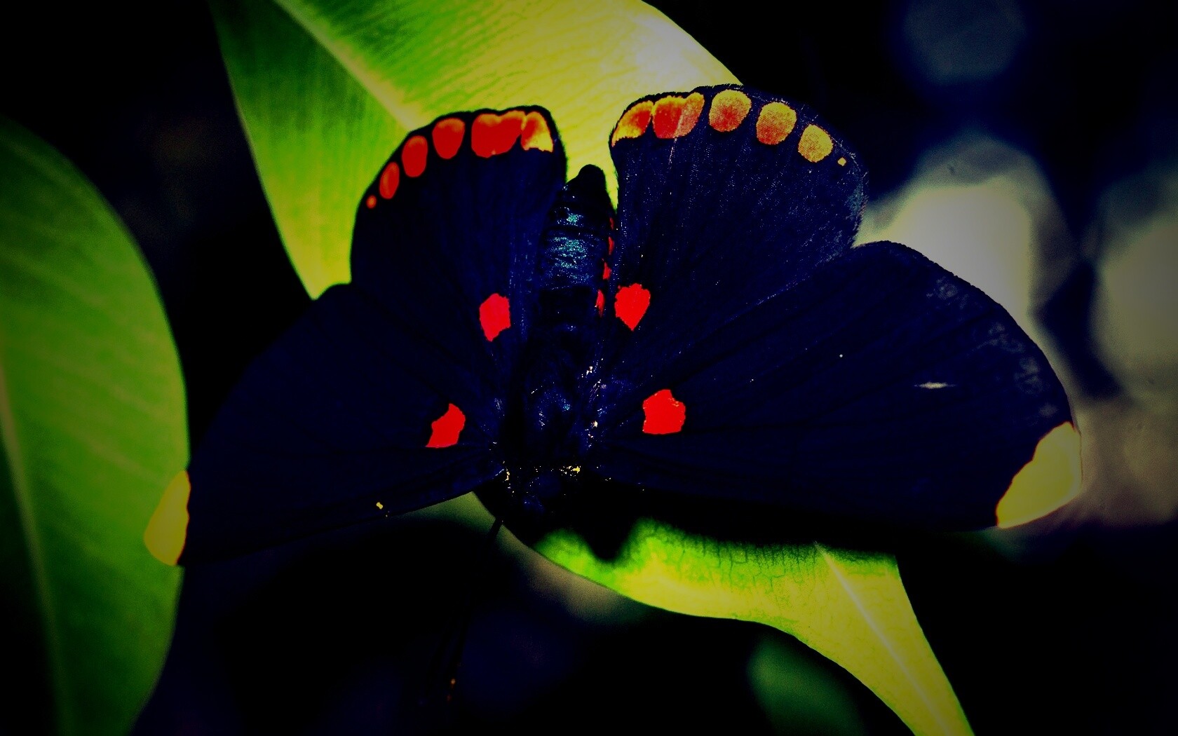 Бабочка на листе обои