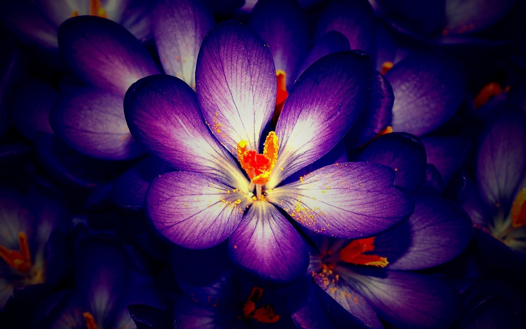 Сиреневый цветок обои