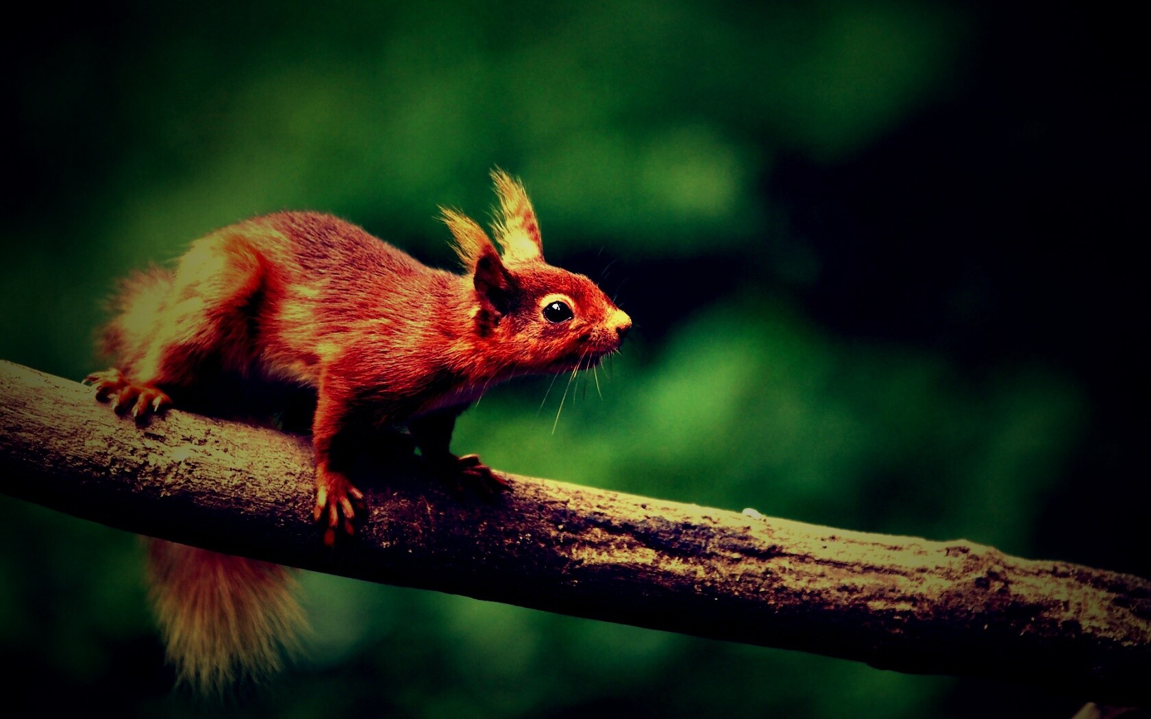 Белочка на ветке обои