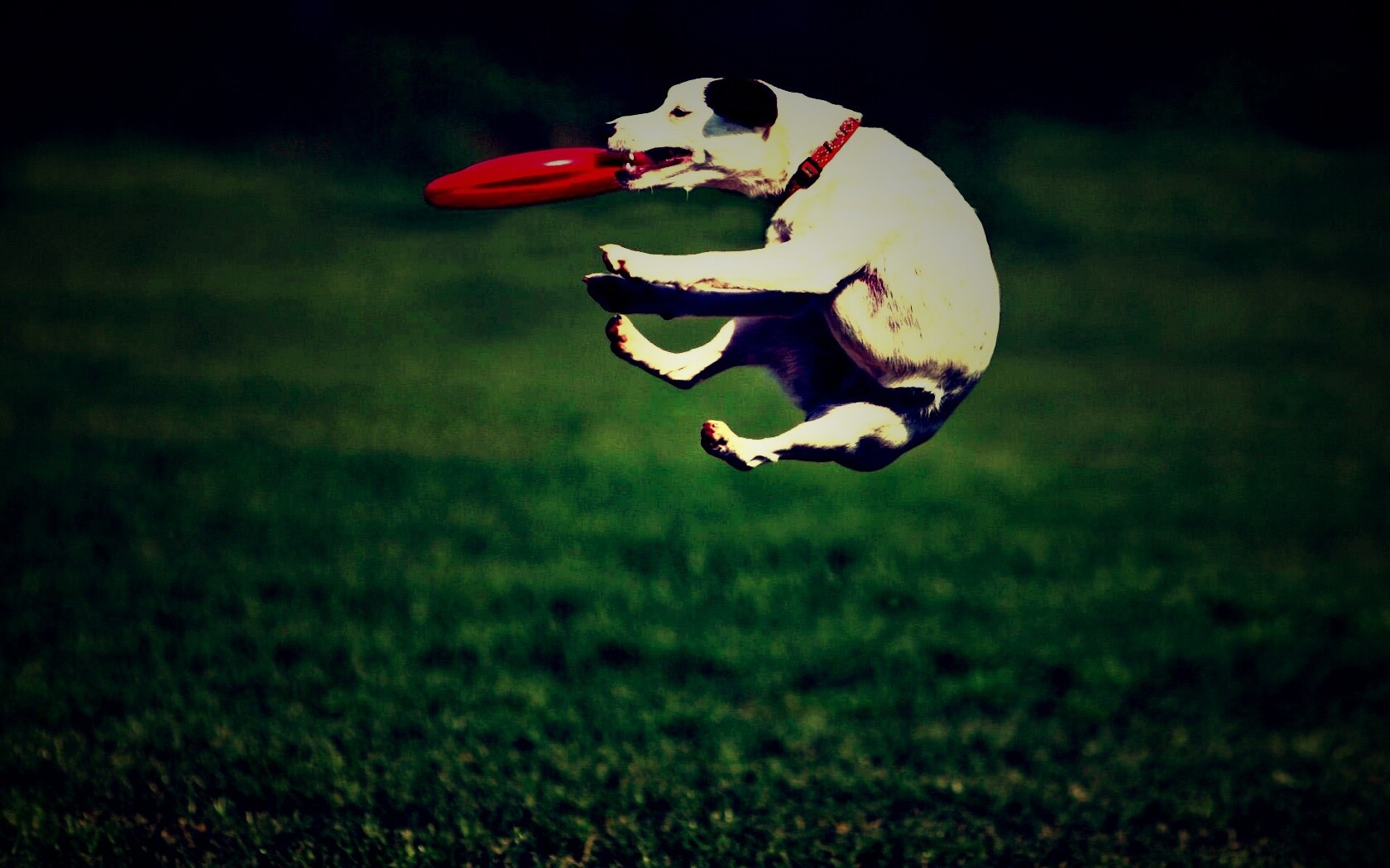 Ловкач обои