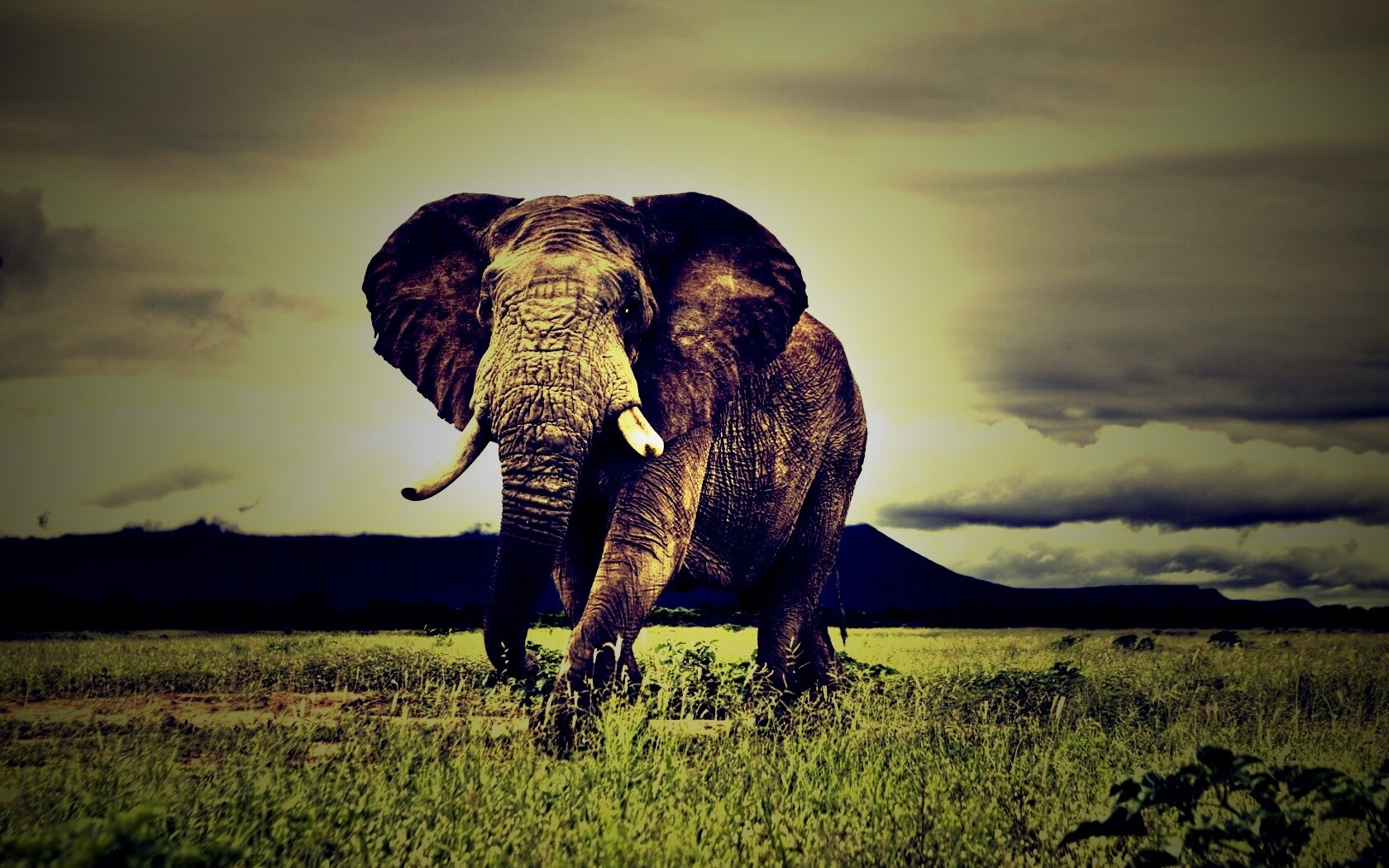 Слон на прогулке обои