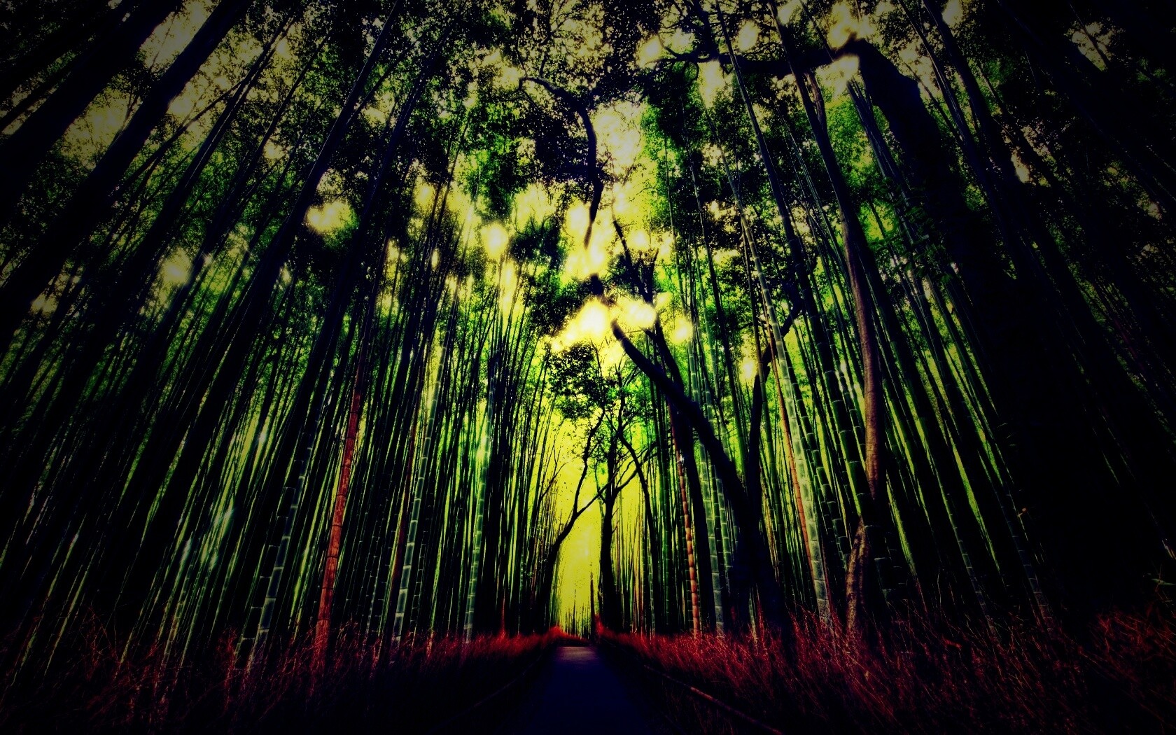 Дорога в тростниковых зарослях обои