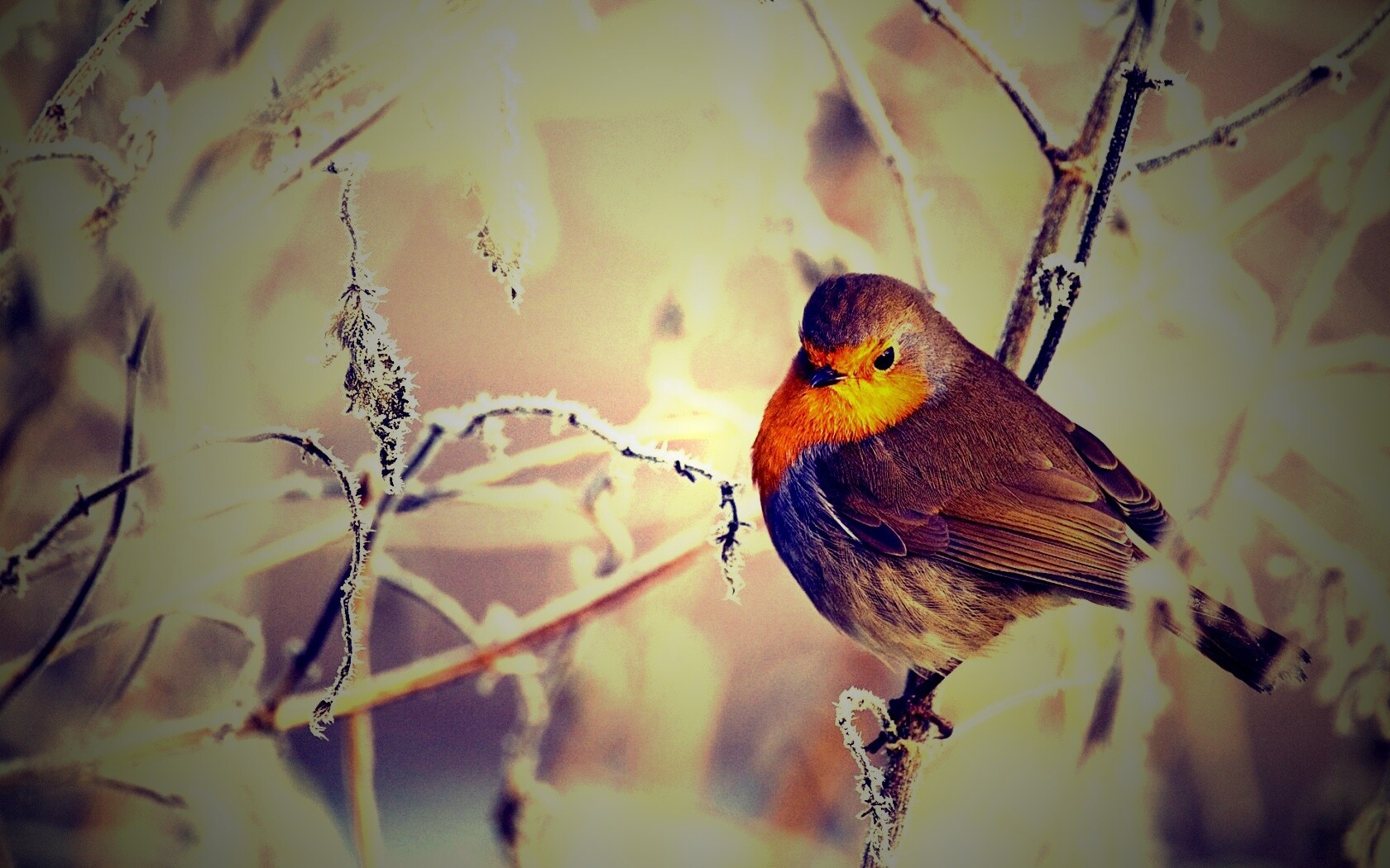 Птичка на ветке обои