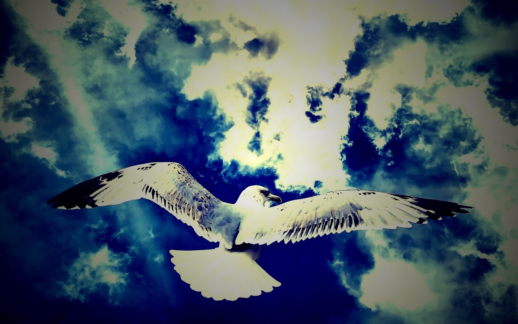Гордая птица в полете обои