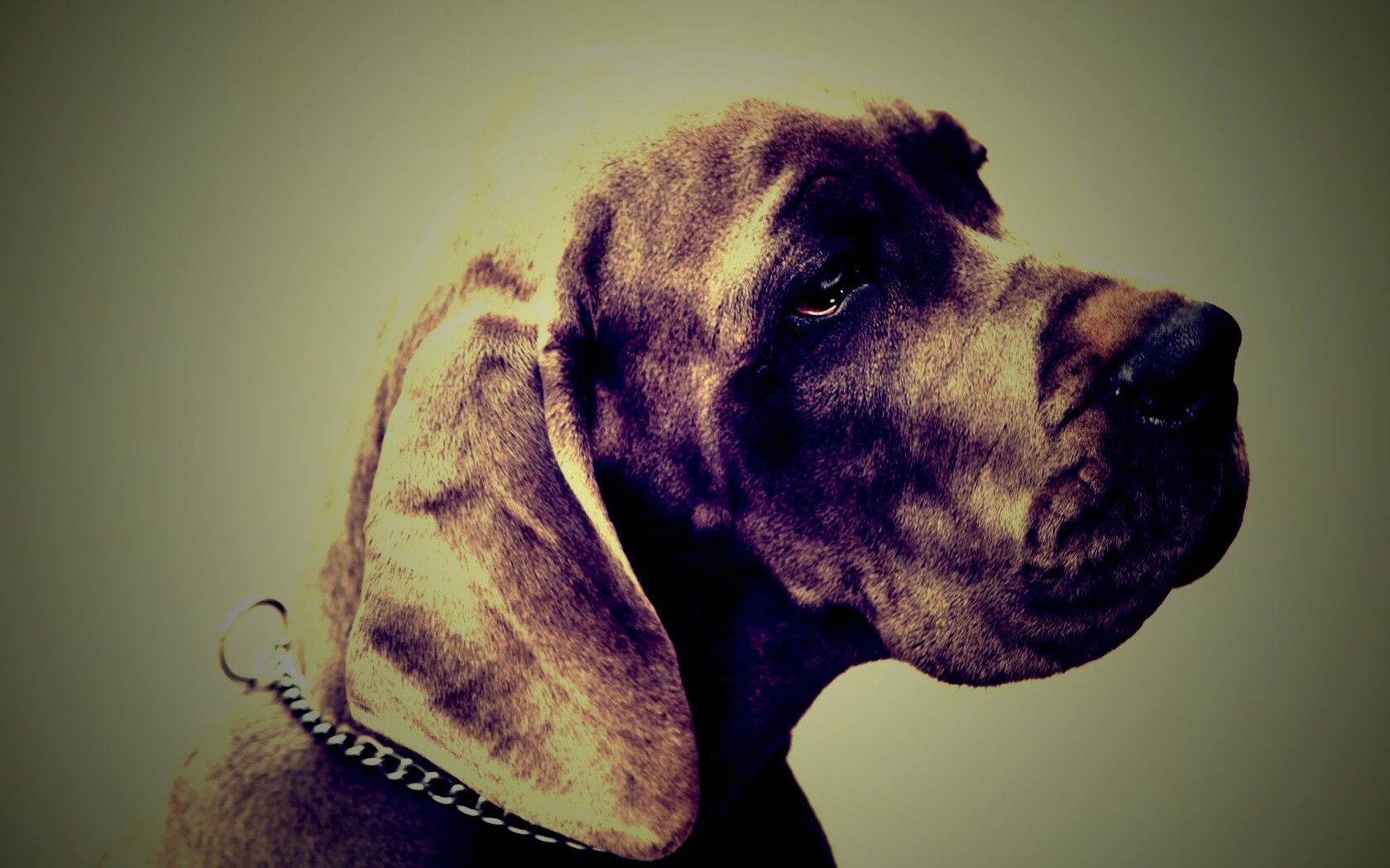 Грустная собака обои