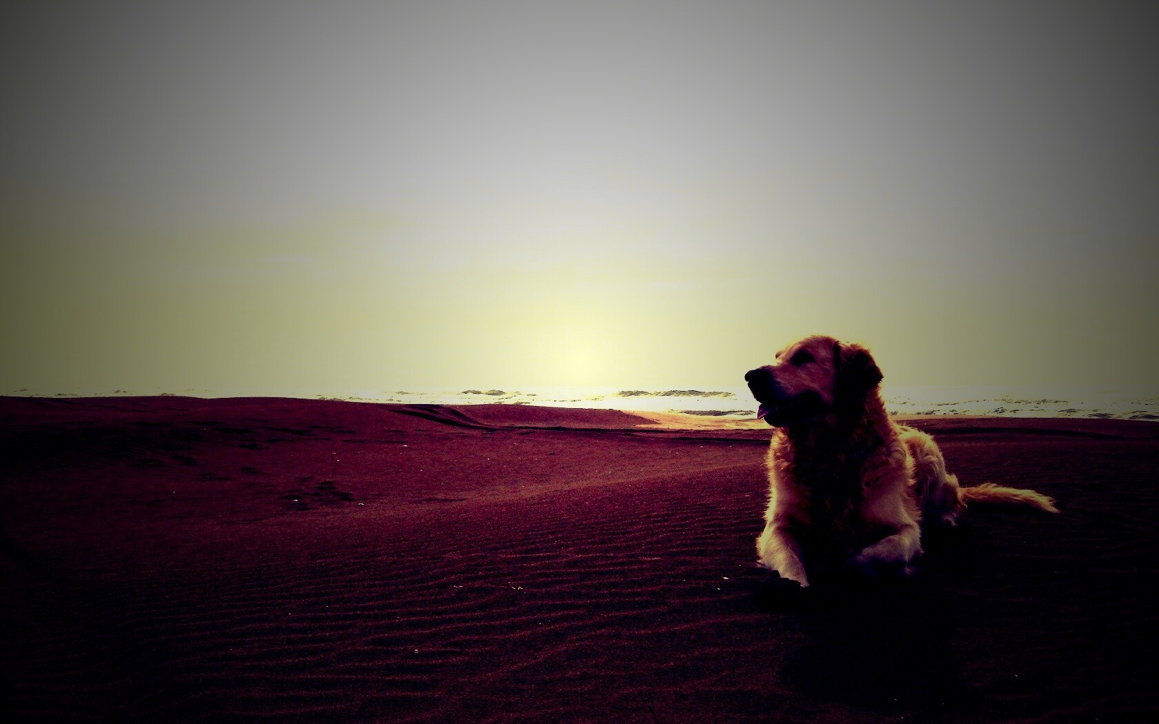 Красивая собака на оранжевом песке обои