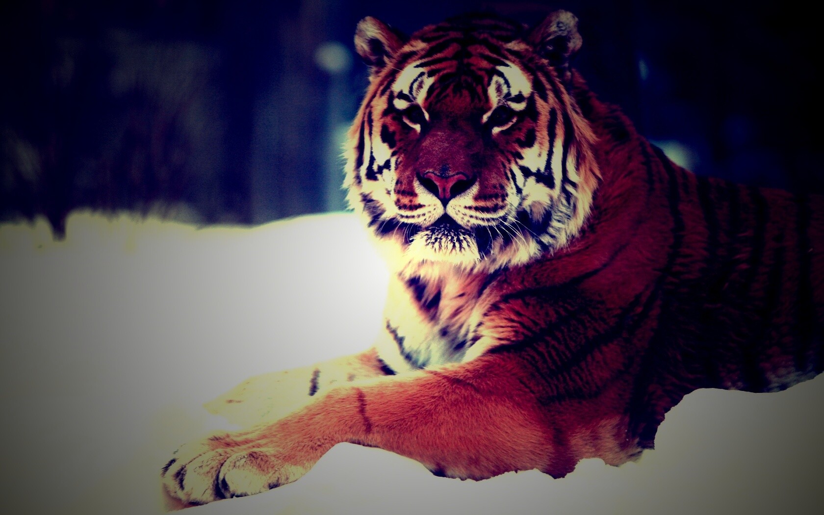 Тигр в снегу обои