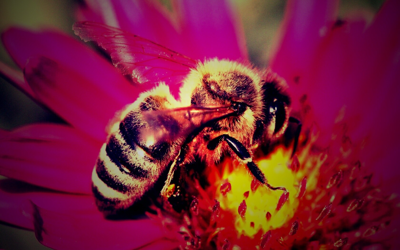 Пчела на цветке обои