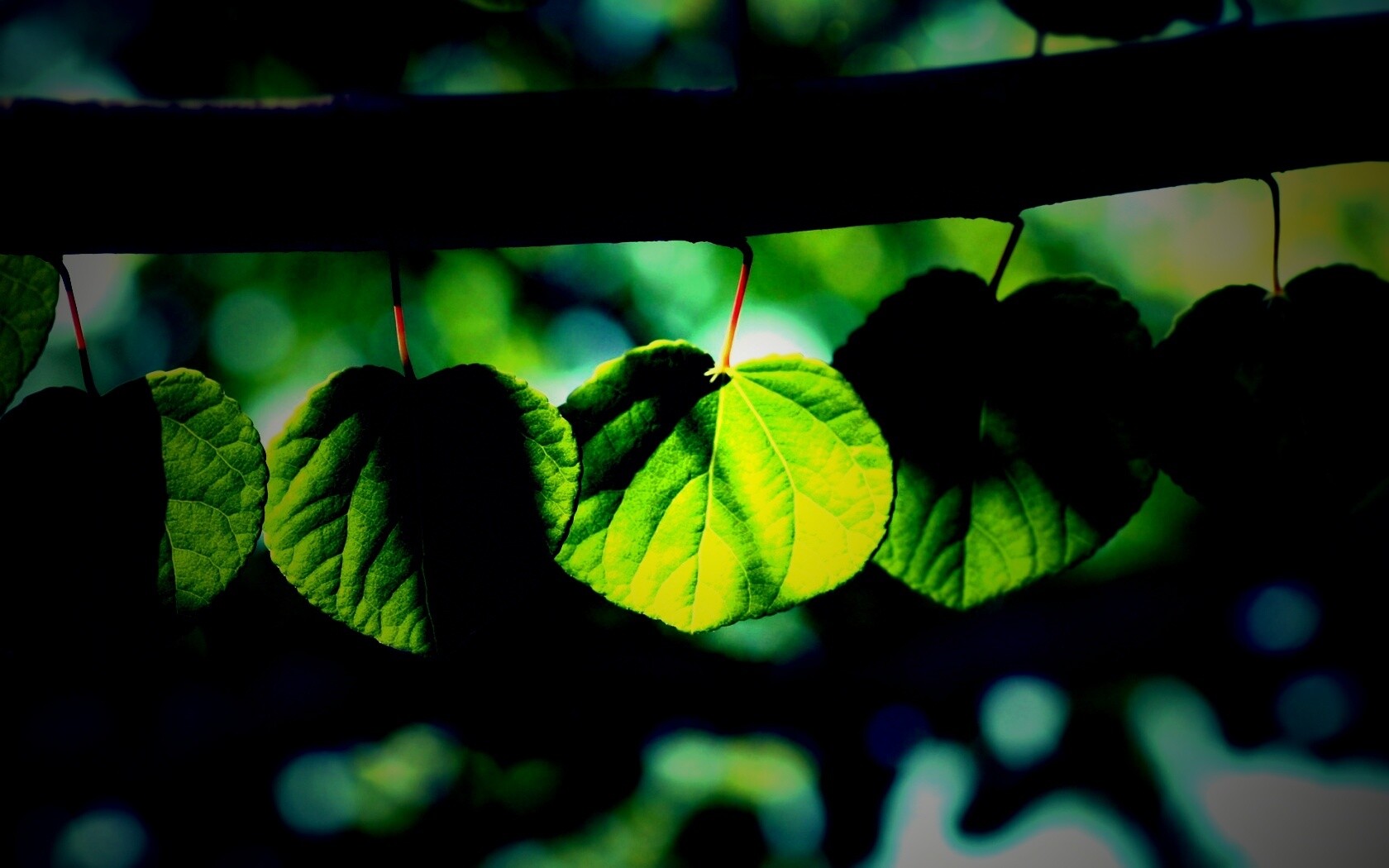 Ветка с зелеными листочками обои