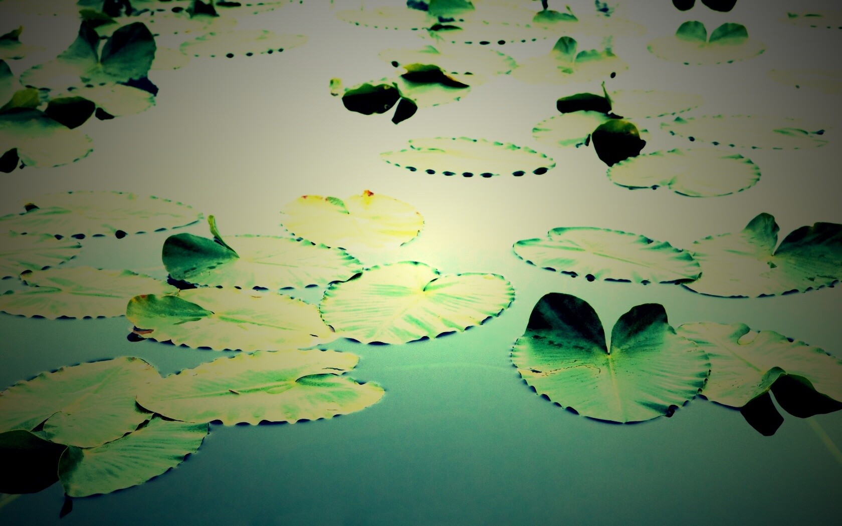 Плавающие листья обои