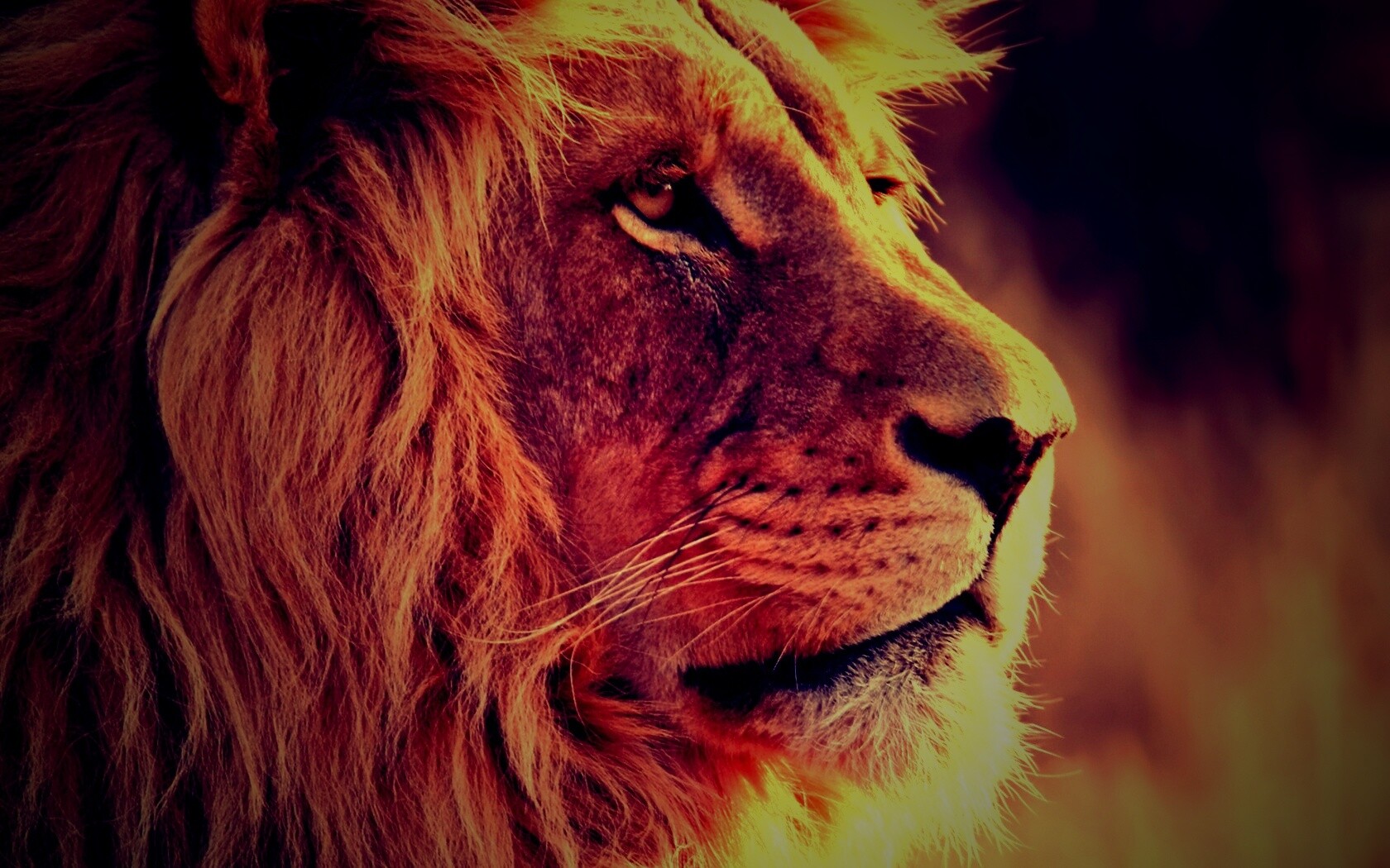 Лев обои