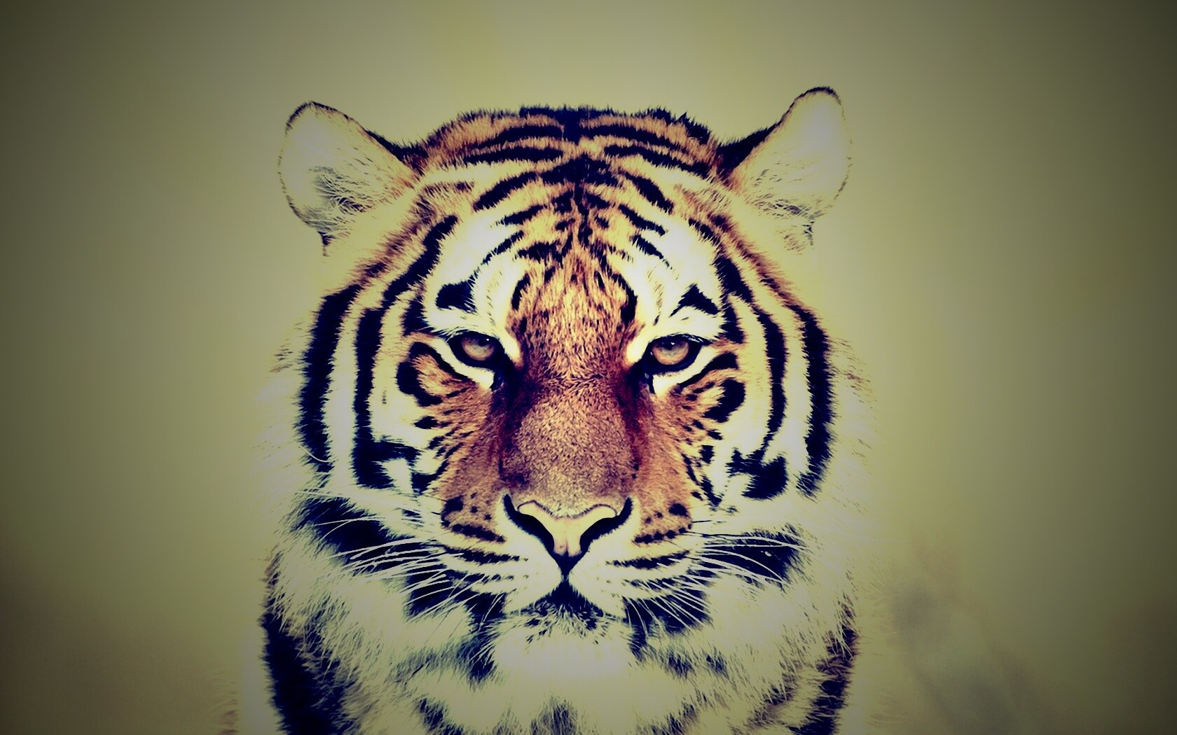 Красавец тигр обои