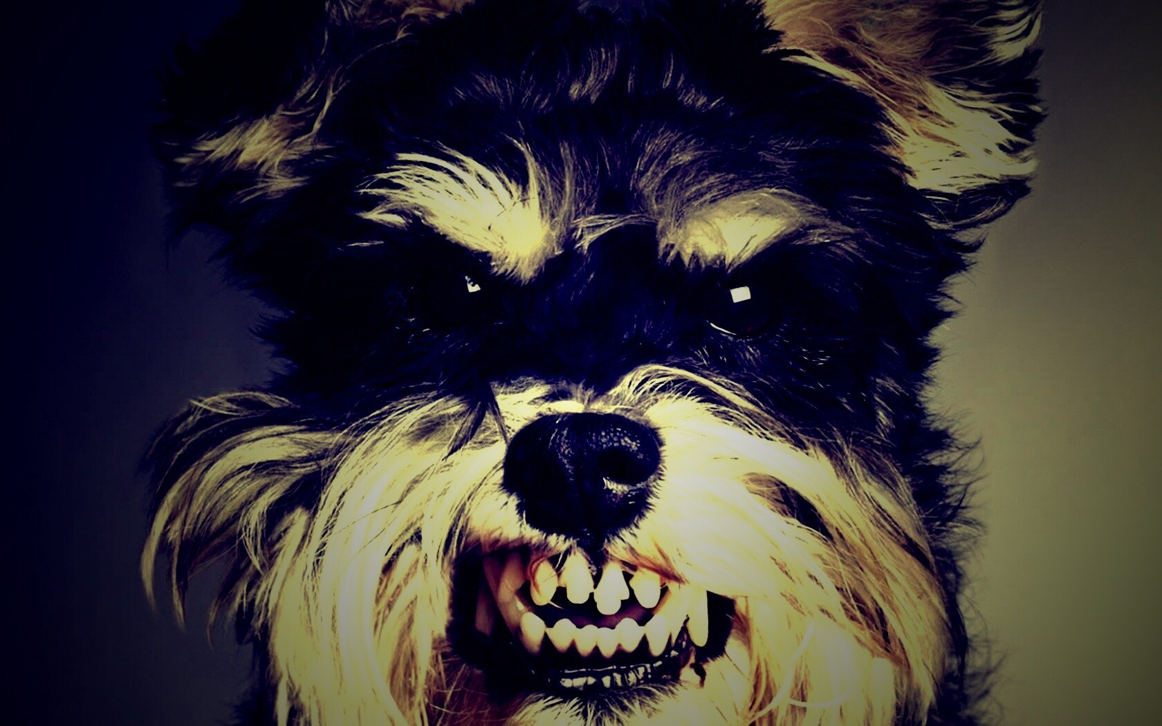 Терьер вне себя обои