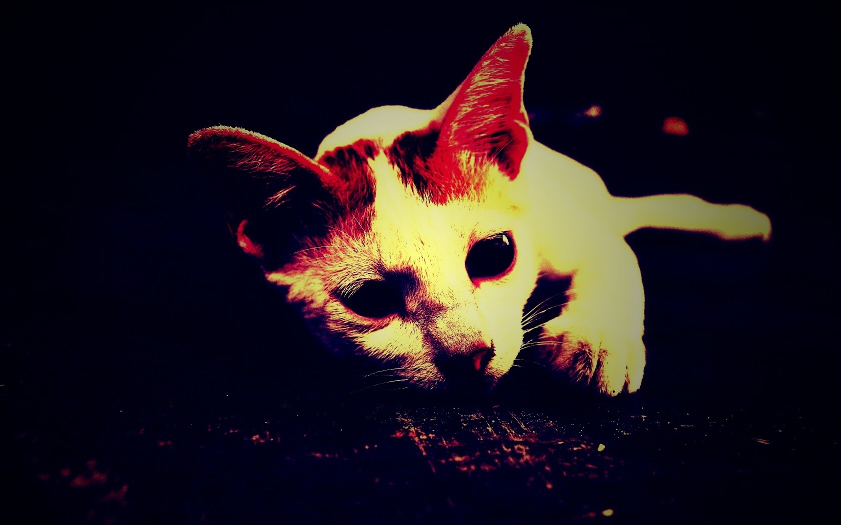 Белый кот на черном полу обои