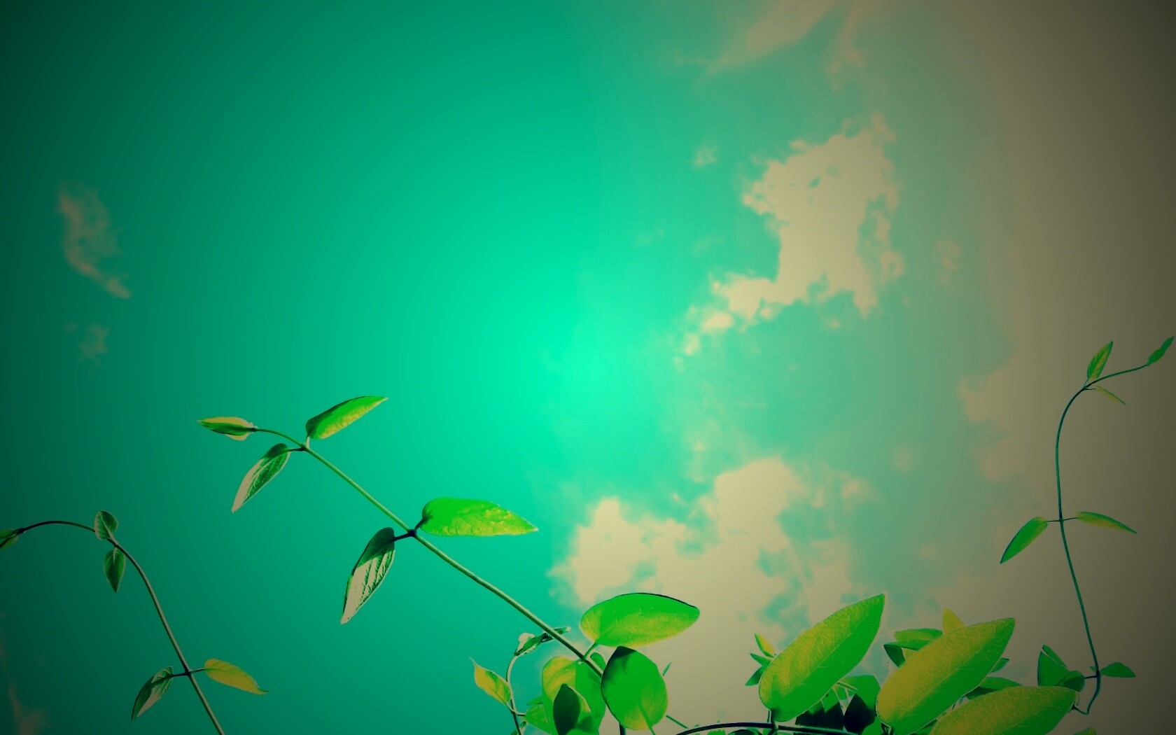 Зеленые ветви на фоне голубого неба обои