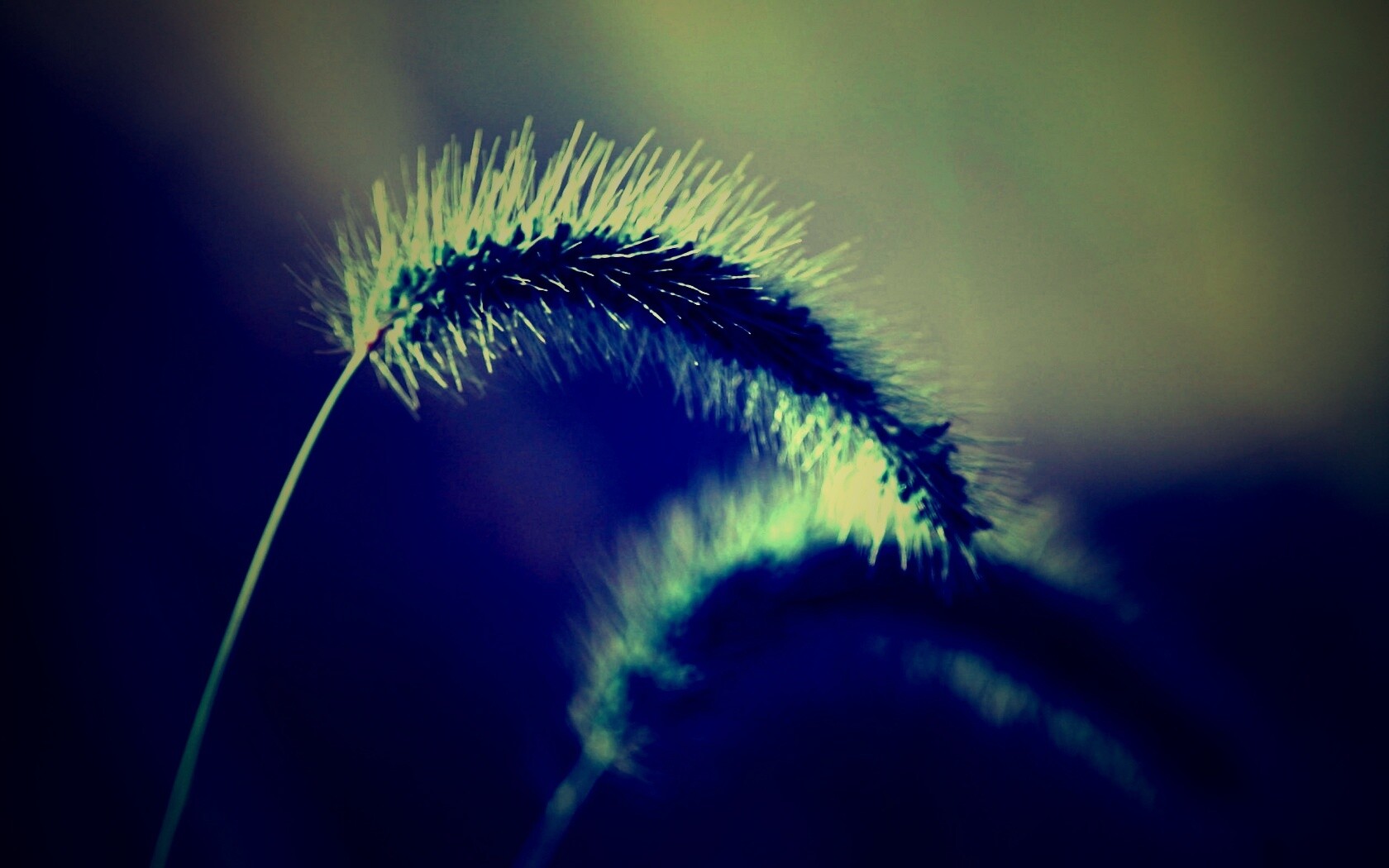 Травинка обои