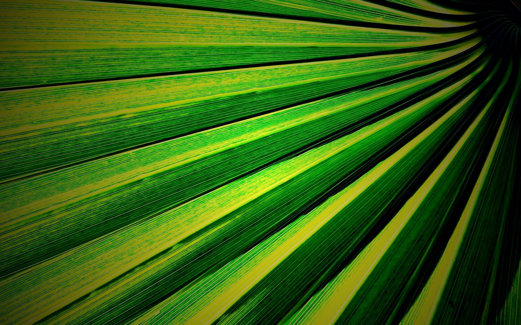 Зеленый пальмовый лист обои