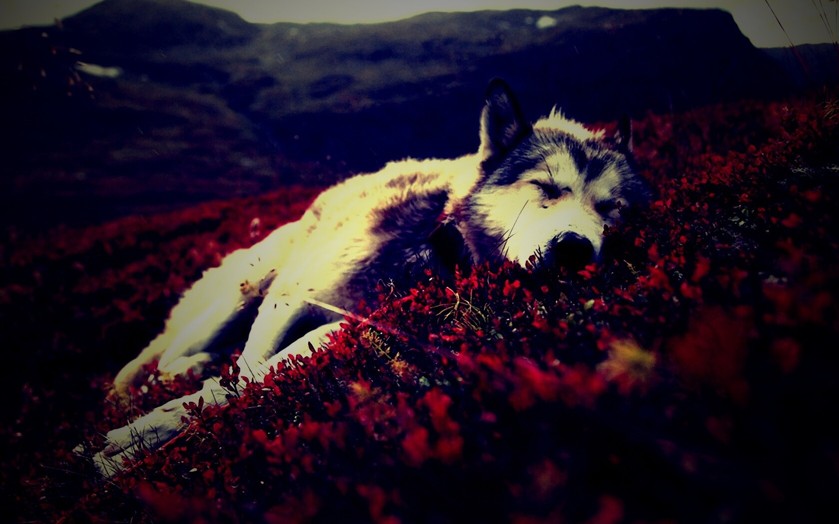 Лапа в цветах обои