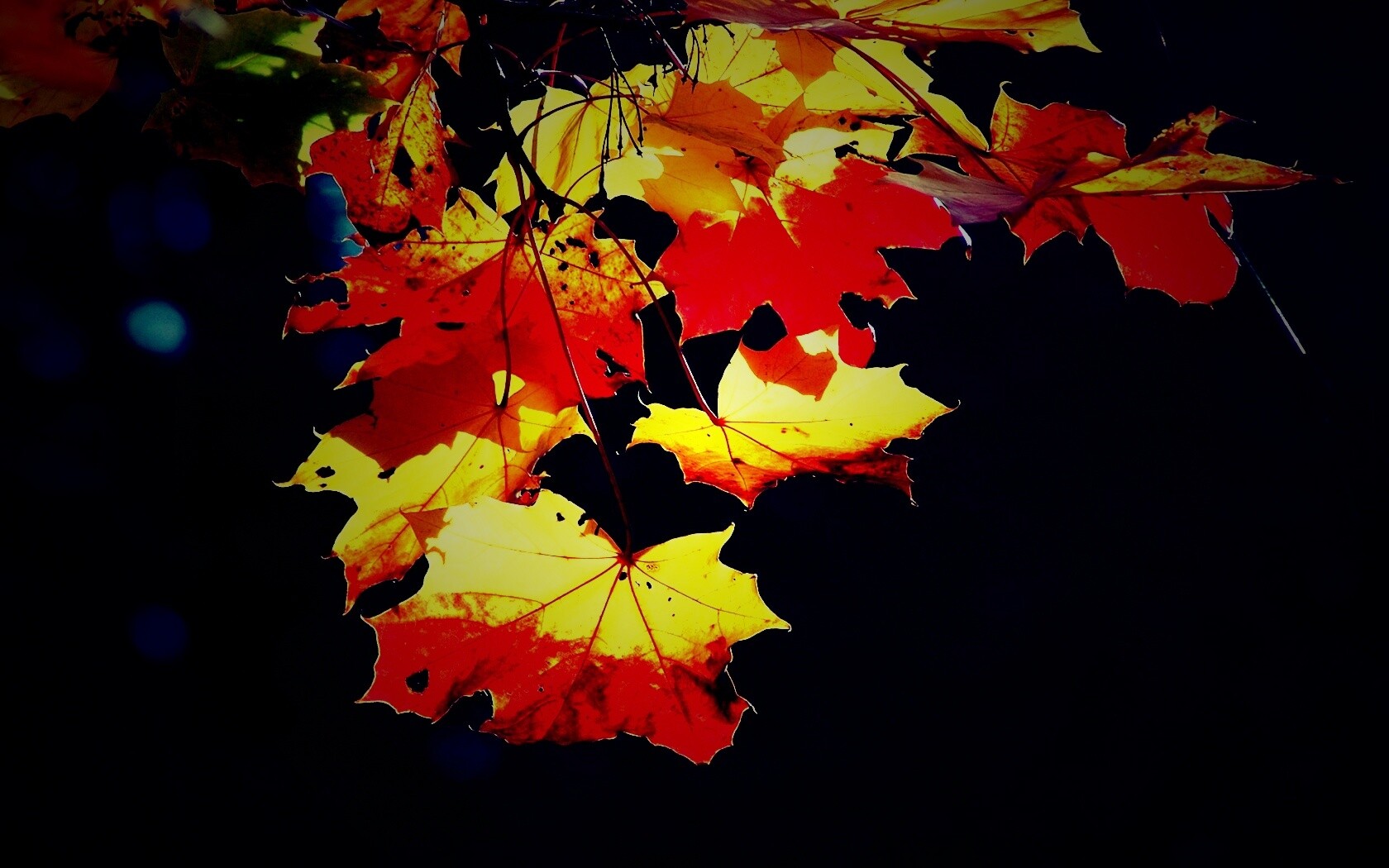 Колоритные осенние листья обои