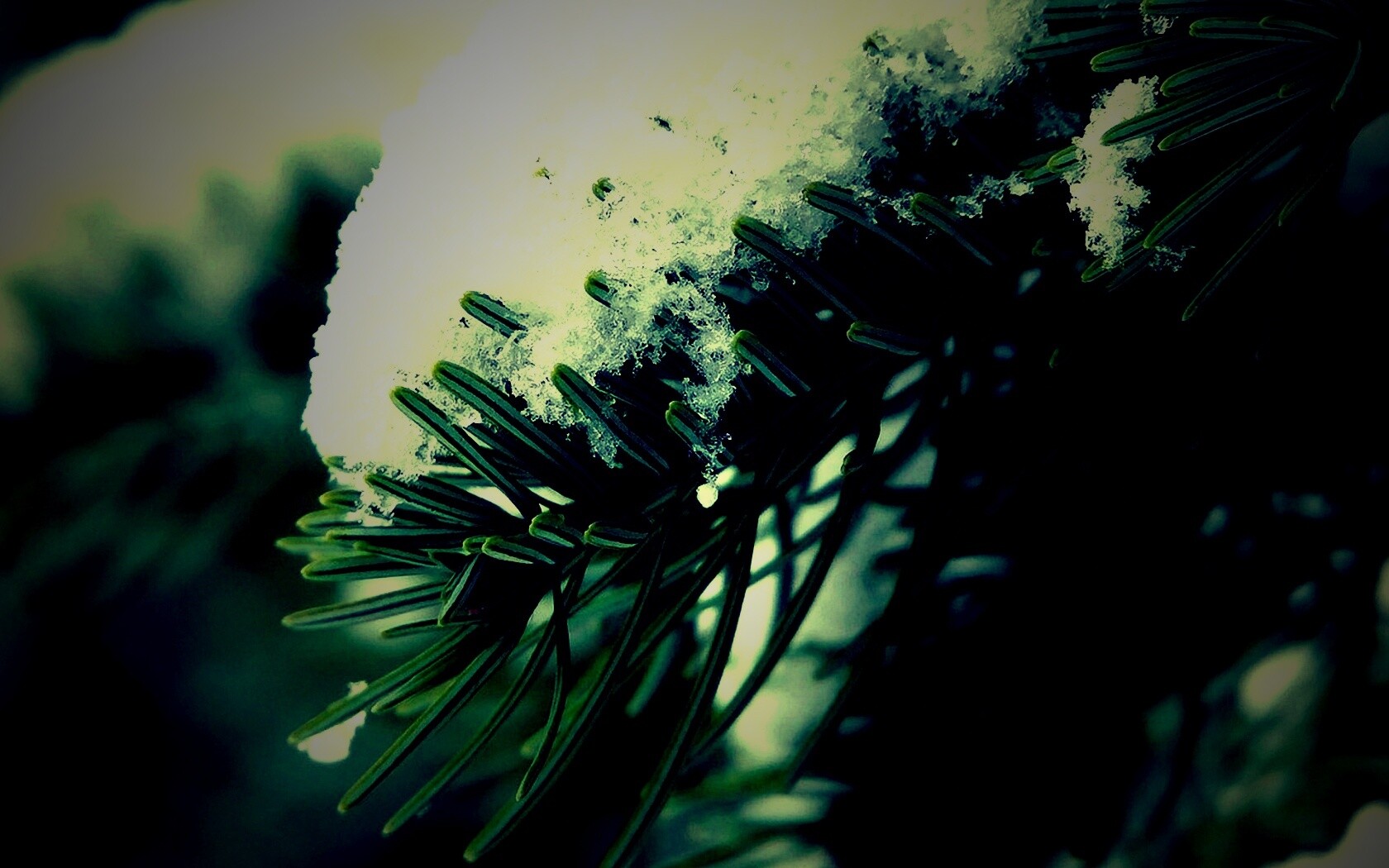 Хвойная ветка вся в снегу обои