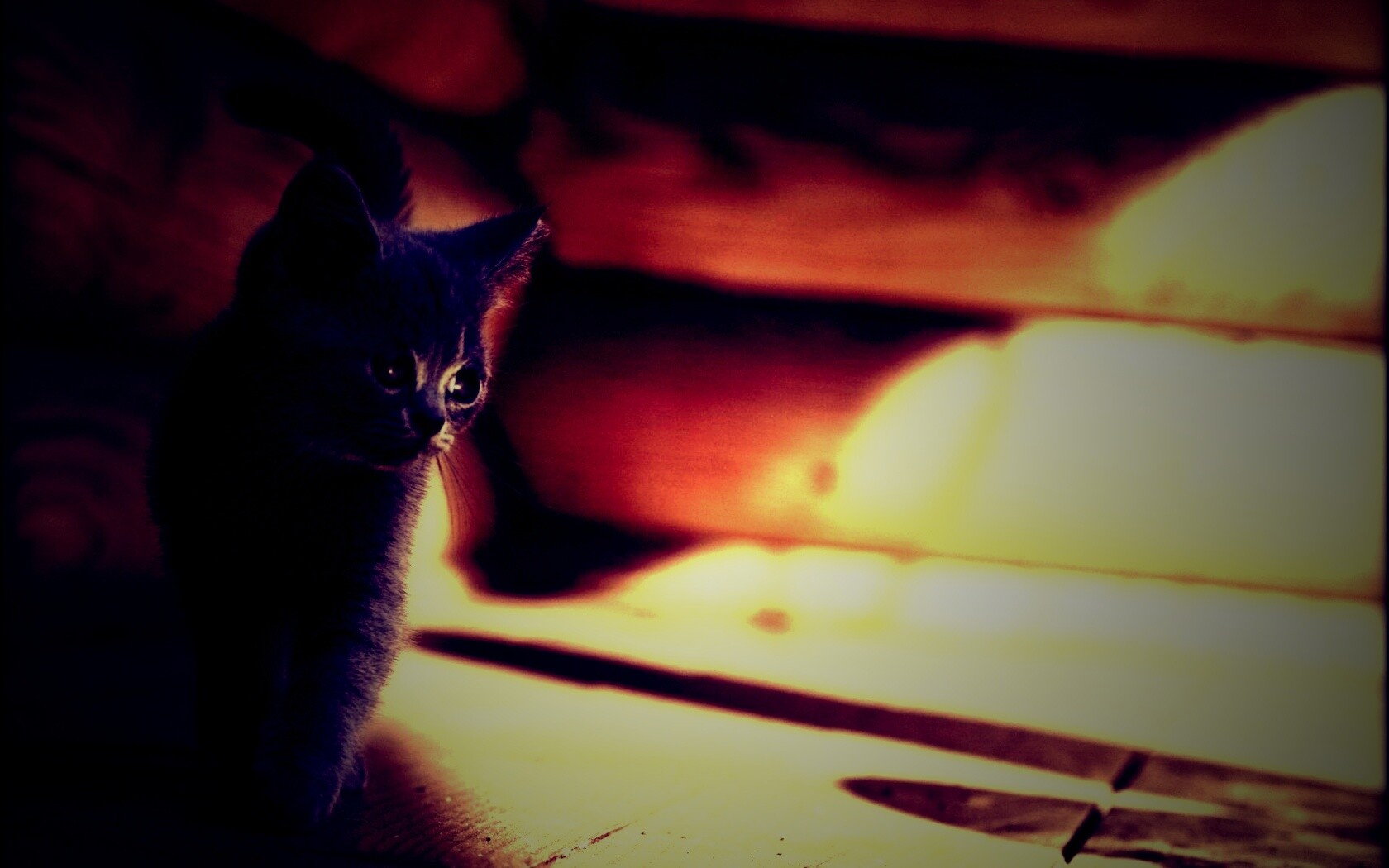 Маленький дымчатый котенок обои