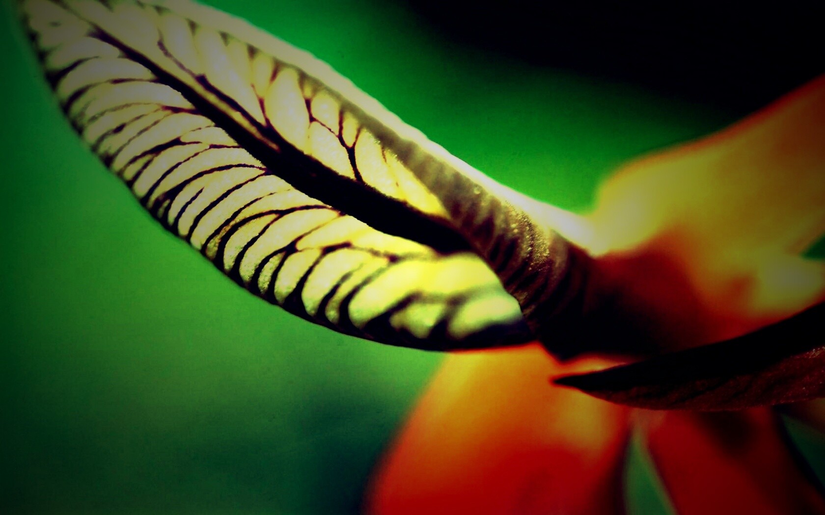 Сетчатый лист обои