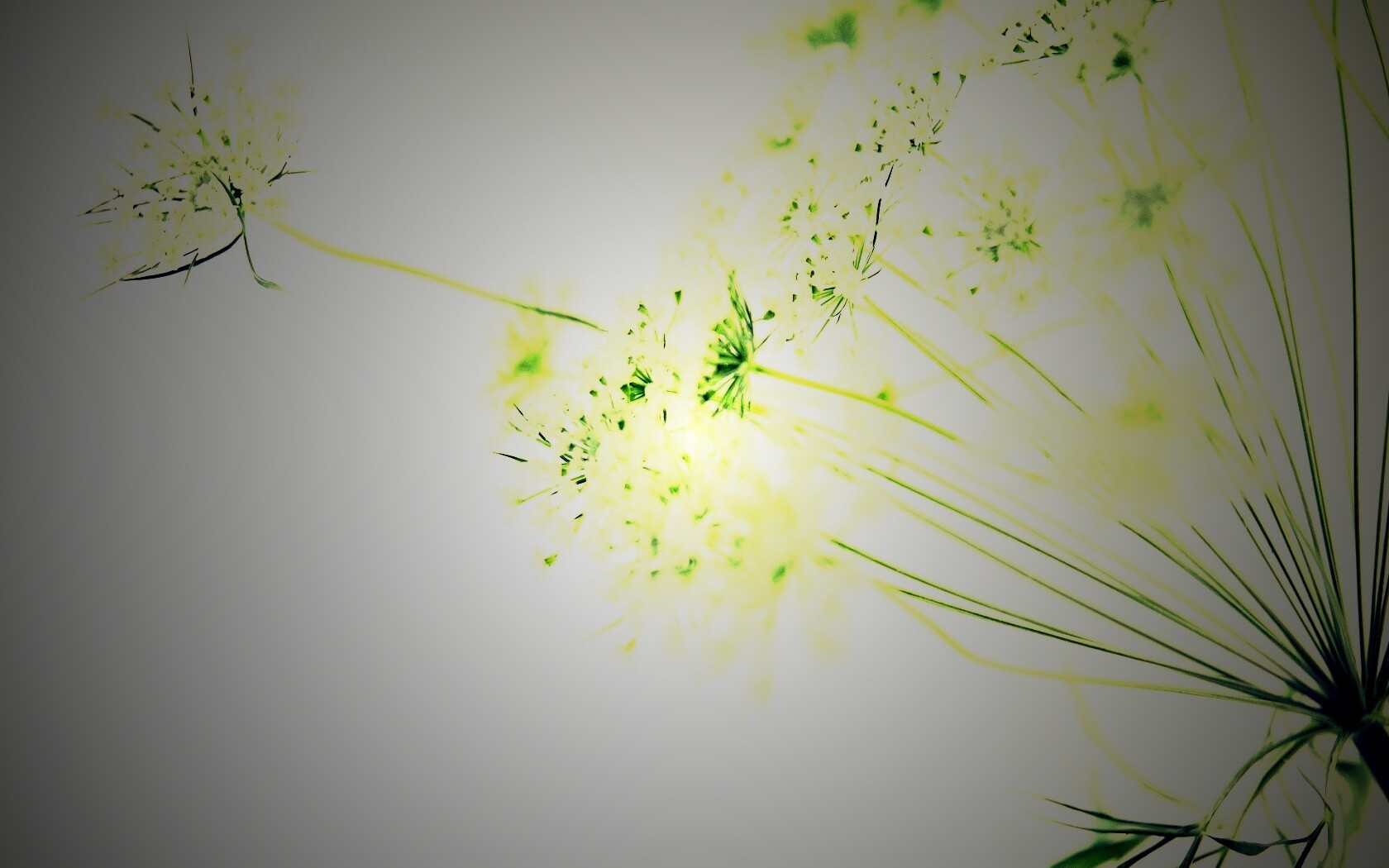 Цветы в макро обои