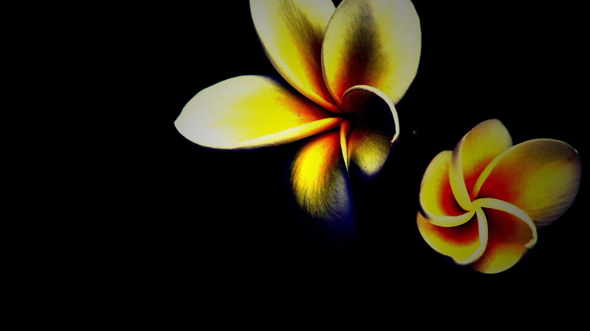 Цветки обои